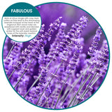 Fresh Products Eco Air Refill Air Freshener Dry Fragrance Technology Natural Oils No Acetone or Propellants Lasts 30 Days Eco Friendly Powerful