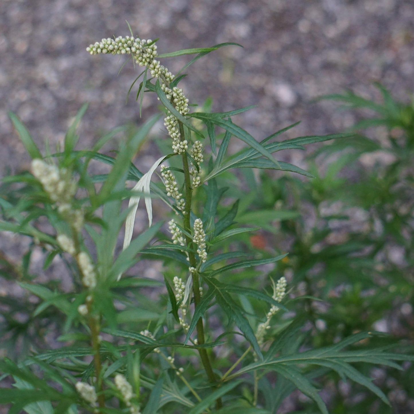 Mugwort Tea - Dried, Cut Artemisia Vulgaris Herb - 100% Riverside Wormwood, Felon Herb, Chrysanthemum Weed - Net Weight: 1.0oz/28.5g