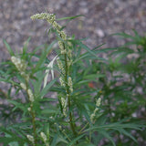 Mugwort Tea - Dried, Cut Artemisia Vulgaris Herb - 100% Riverside Wormwood, Felon Herb, Chrysanthemum Weed - Net Weight: 1.0oz/28.5g