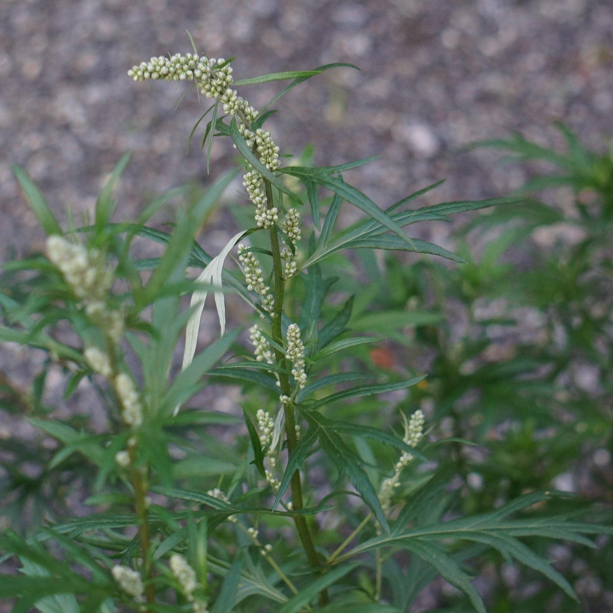 Mugwort Tea - Dried, Cut Artemisia Vulgaris Herb - 100% Riverside Wormwood, Felon Herb, Chrysanthemum Weed - Net Weight: 1.0oz/28.5g