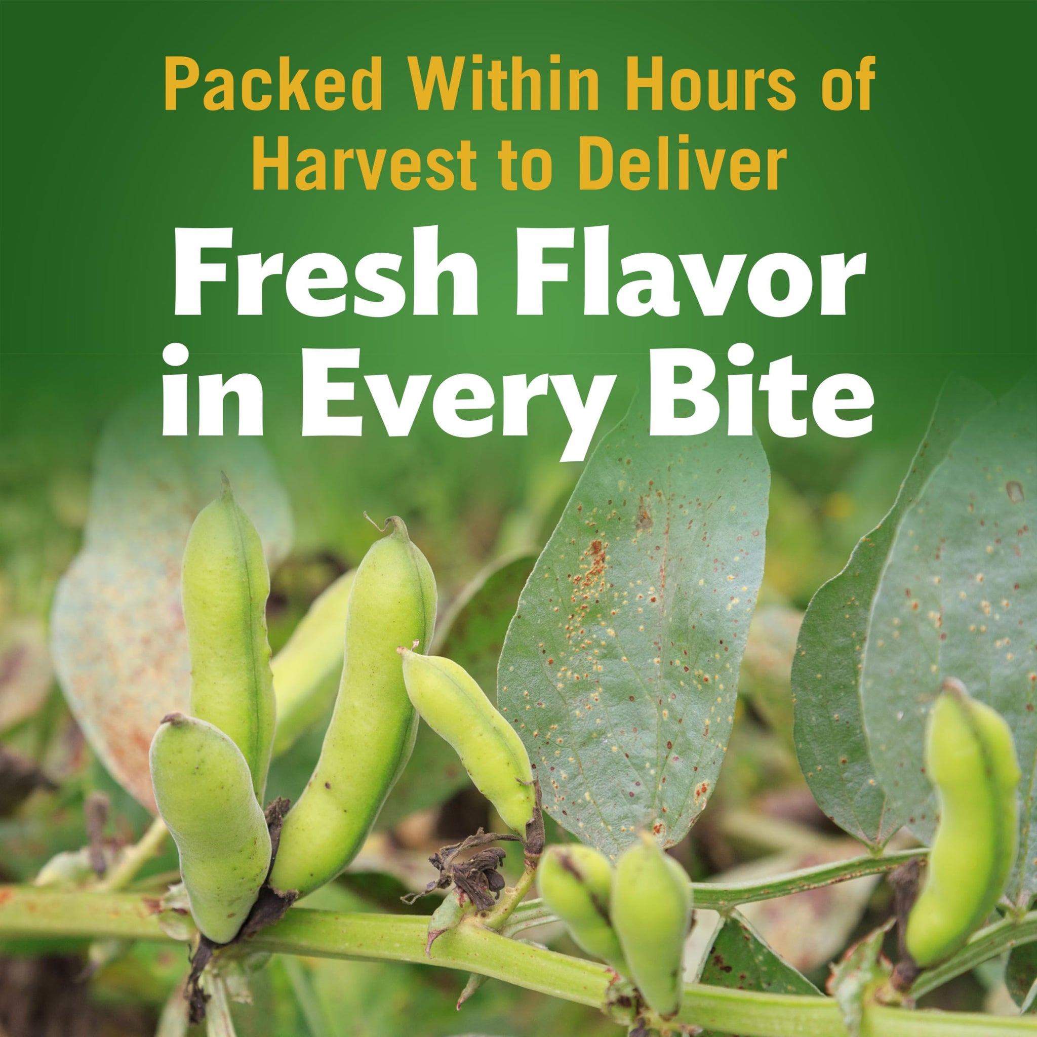 Del Monte Harvest Selects Green Lima Beans, 8.5 oz. Can, Canned Vegetables