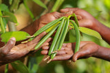 Bakto Flavors - 10 Vanilla Beans from Tanzania, Vanilla planifolia