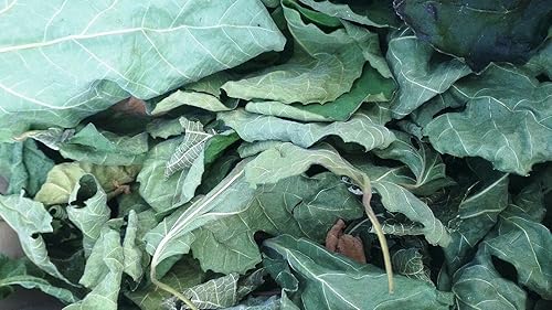 85g /3 0z FIG Leaf Cut Leaves Detox FICUS CARICA Dried HERB Organic Tea