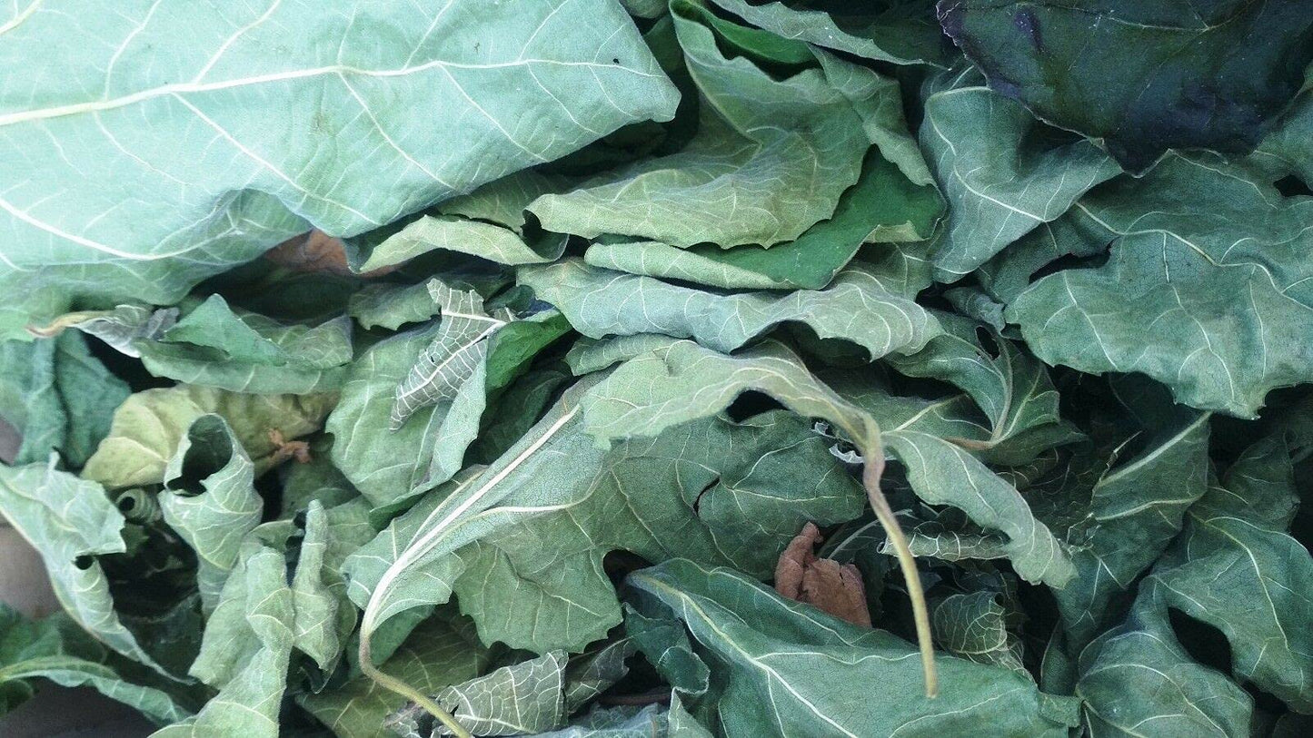 85g /3 0z FIG Leaf Cut Leaves Detox FICUS CARICA Dried HERB Organic Tea