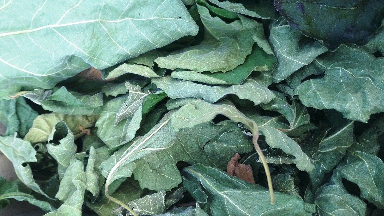 85g /3 0z FIG Leaf Cut Leaves Detox FICUS CARICA Dried HERB Organic Tea