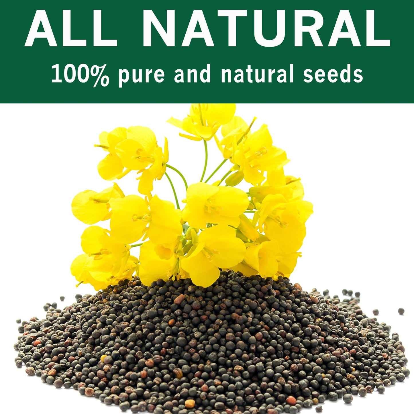 SPICES VILLAGE Black Mustard Seeds, 8 oz, Whole Mustard Spice for Pickling and Chutney, Kosher, Gluten Free, Non GMO, Resealable Bulk Bag