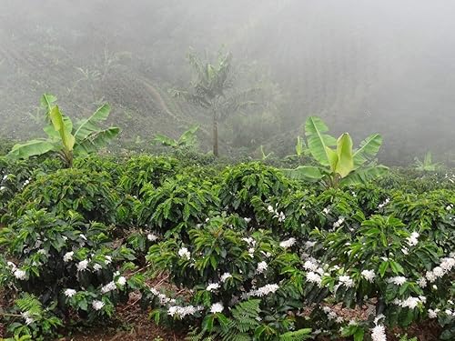 Colombian Green Unroasted Coffee Beans 3 Pounds Single Origin Farm Barcelona