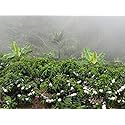 Colombian Green Unroasted Coffee Beans 3 Pounds Single Origin Farm Barcelona