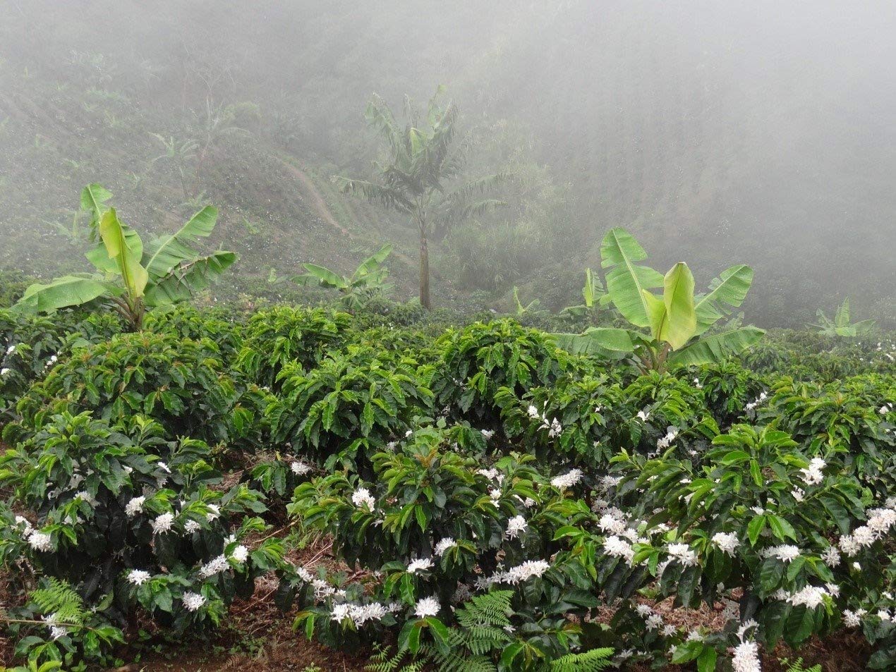 Colombian Green Unroasted Coffee Beans 3 Pounds Single Origin Farm Barcelona