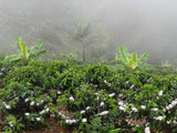 Colombian Green Unroasted Coffee Beans 3 Pounds Single Origin Farm Barcelona