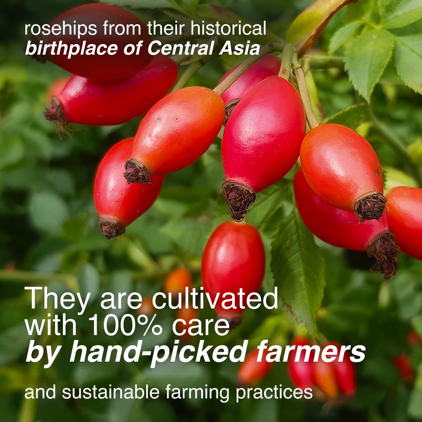 Arashan Whole Dried Rosehips 1 lb - 100% Natural Raw Rose Hips for Herbal Tea, Jam & Syrup - No Additives