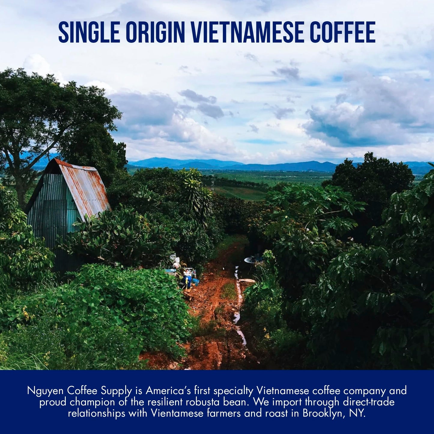 Nguyen Coffee Supply - Truegrit Robusta: Medium Roast Premium Whole Coffee Beans, Vietnamese Single Origin, Direct Trade, Low Acid with High Caffeine
