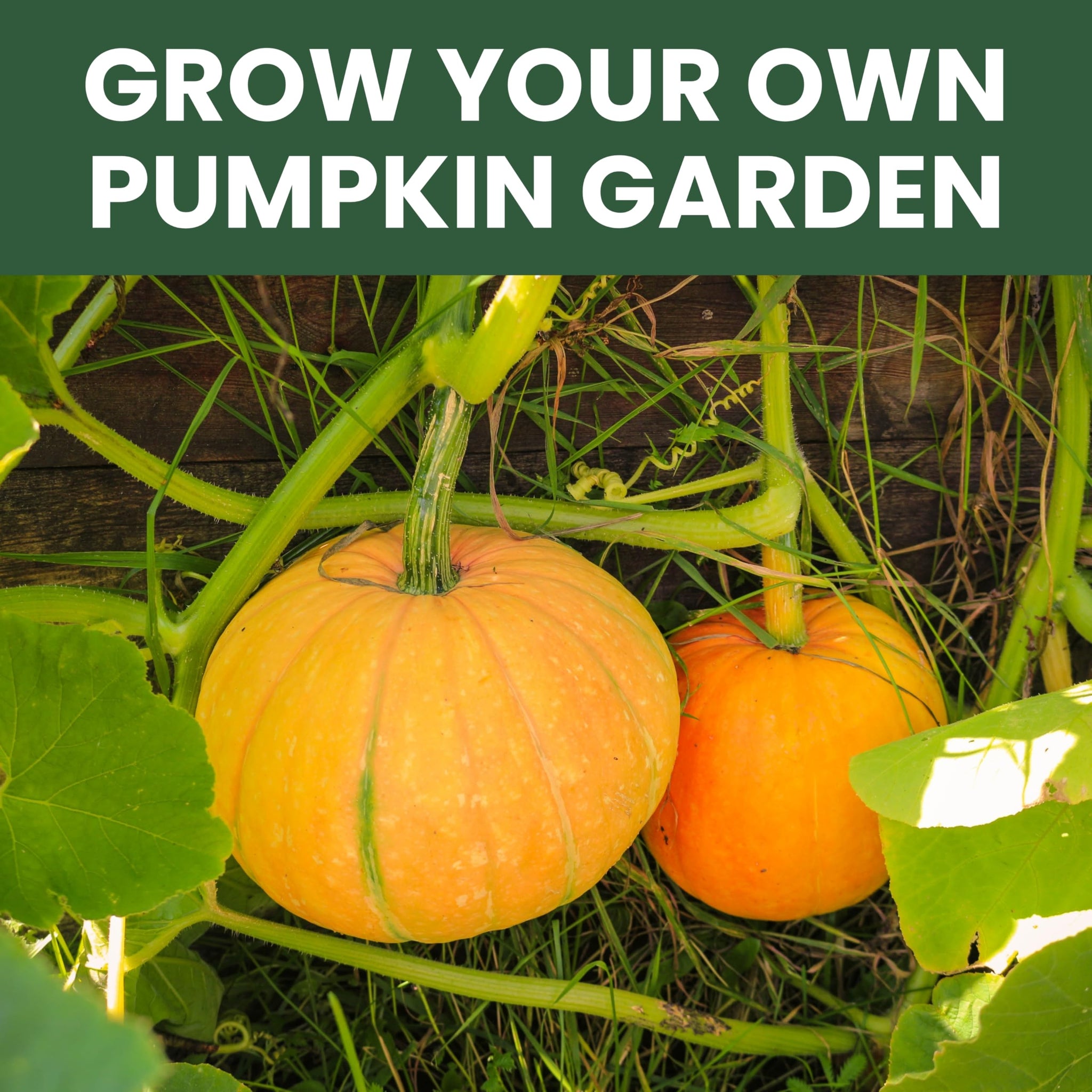 Pumpkin Seeds | 5 Invidiual Packs | 2026 Season | Non-GMO | Jack O Lantern, Sugar Pie, Casper, Cinderella & Blue Jarrahdale! | for Planting Indoor