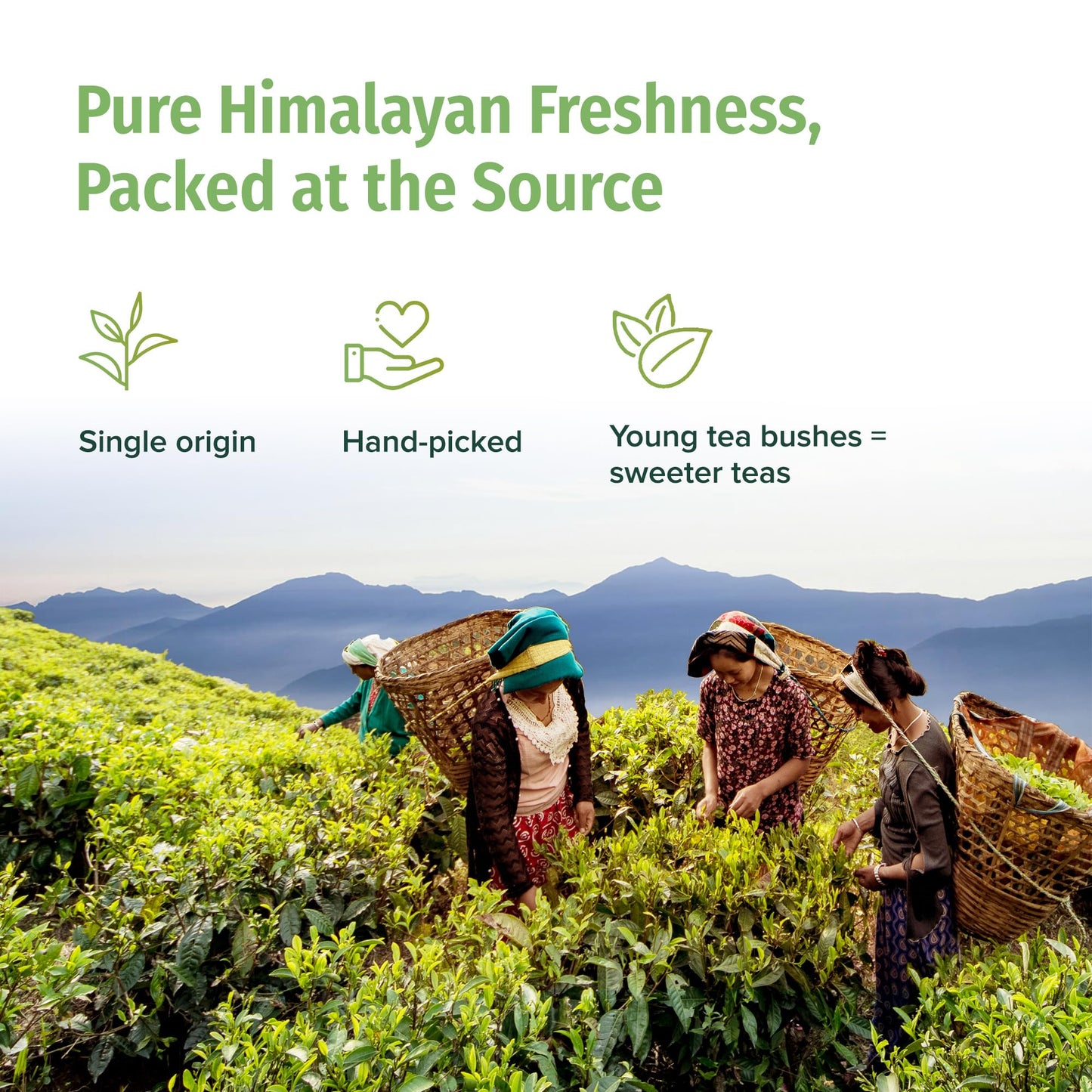 NEPAL TEA Organic Green Tea Loose Leaf - Premium USDA Certified Organic Loose Leaf Tea - Single Origin from Award Winning Family Farm in the Himalayas