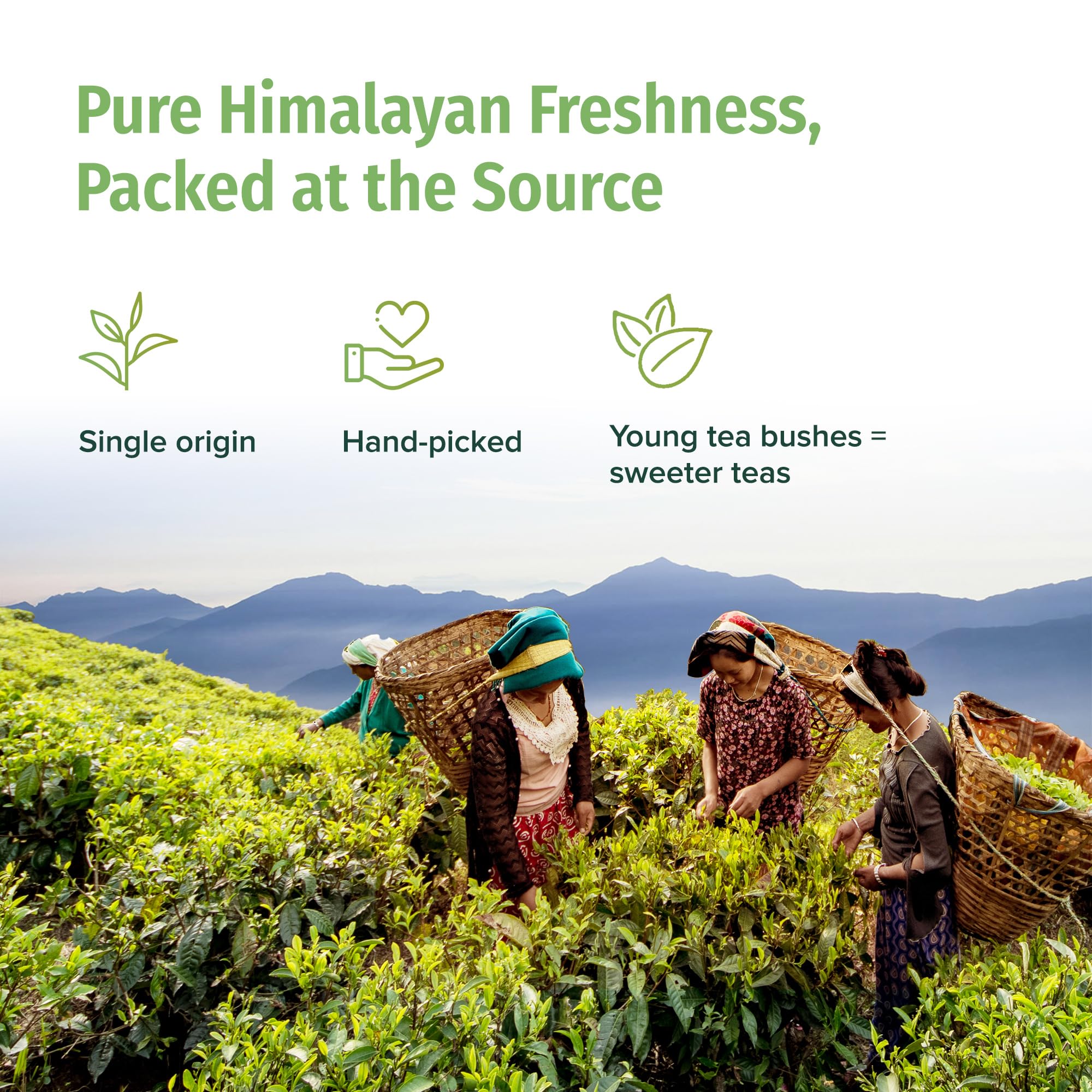 NEPAL TEA Organic Green Tea Loose Leaf - Premium USDA Certified Organic Loose Leaf Tea - Single Origin from Award Winning Family Farm in the Himalayas