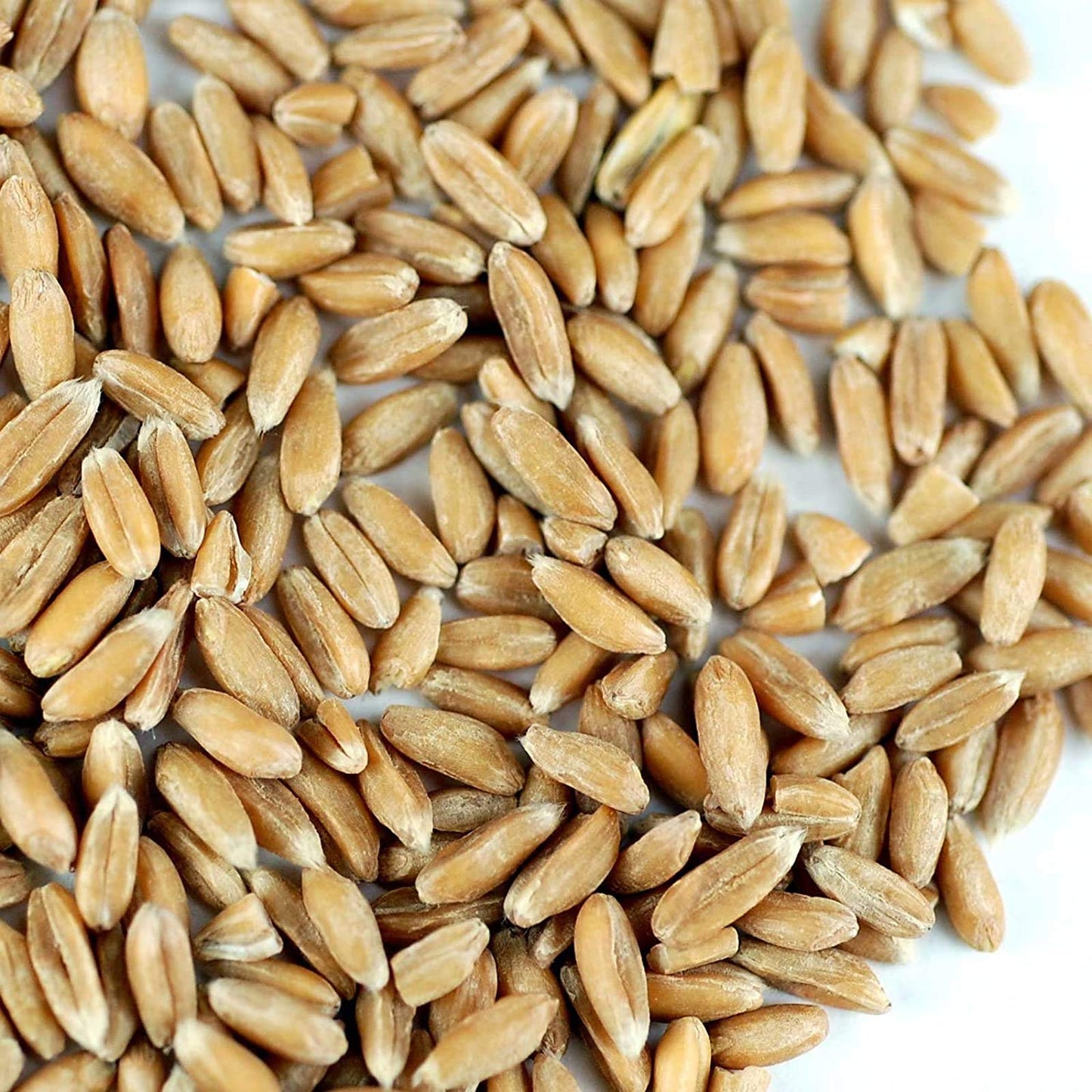 Handy Pantry Organic Spelt Seeds - Whole Ancient Grain for Baking, Juicing, Microgreens, Food Storage - 1 lb Resealable Bag - Non-GMO, Unprocessed
