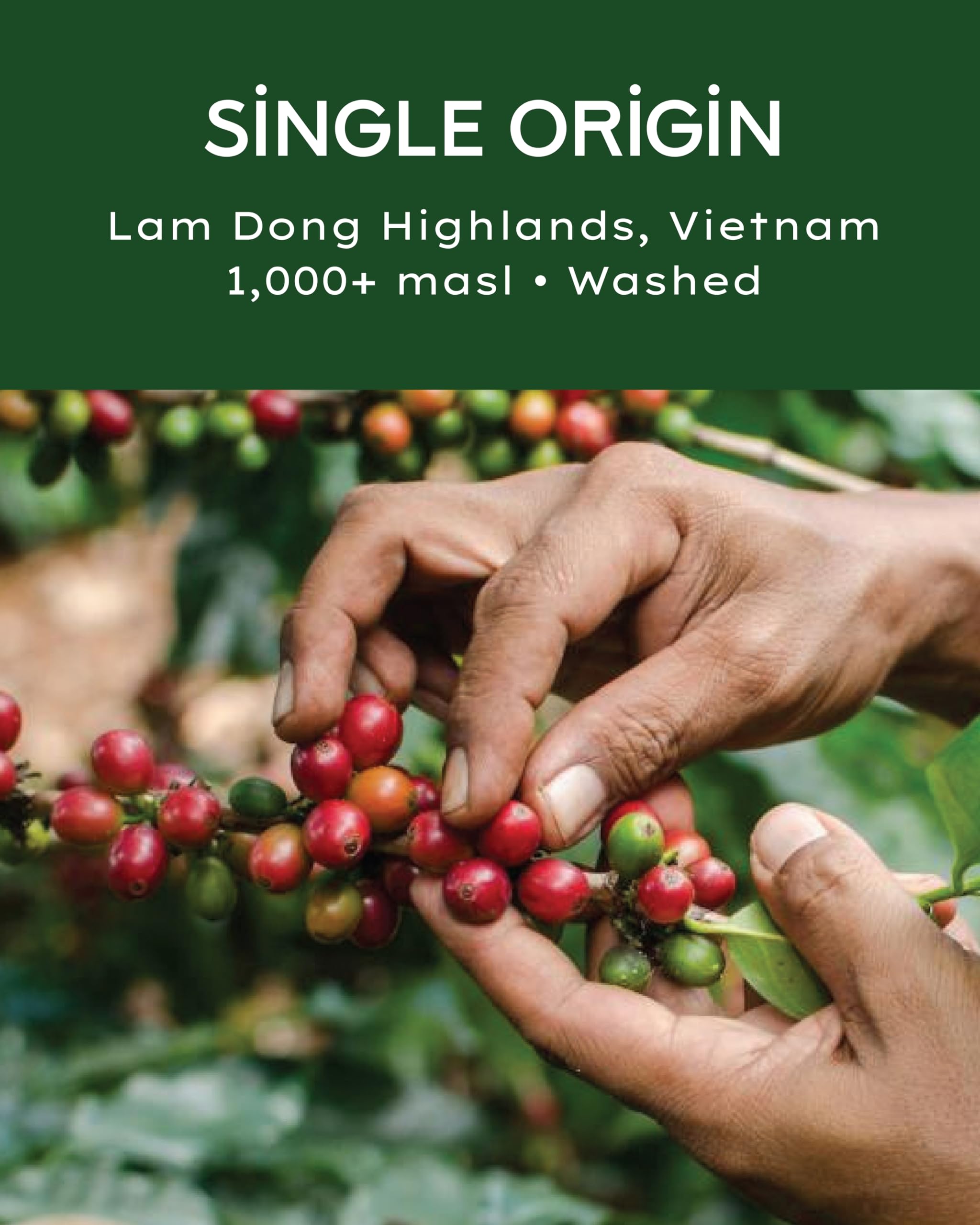 DAKAO COFFEE - Specialty Arabica, Vietnam Single Origin, Medium Roast, Fully Washed Process, Roasted In California, 12oz Whole Bean