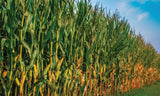 Early Morning Harvest Organic Grits- 32 Ounces (2 lbs)