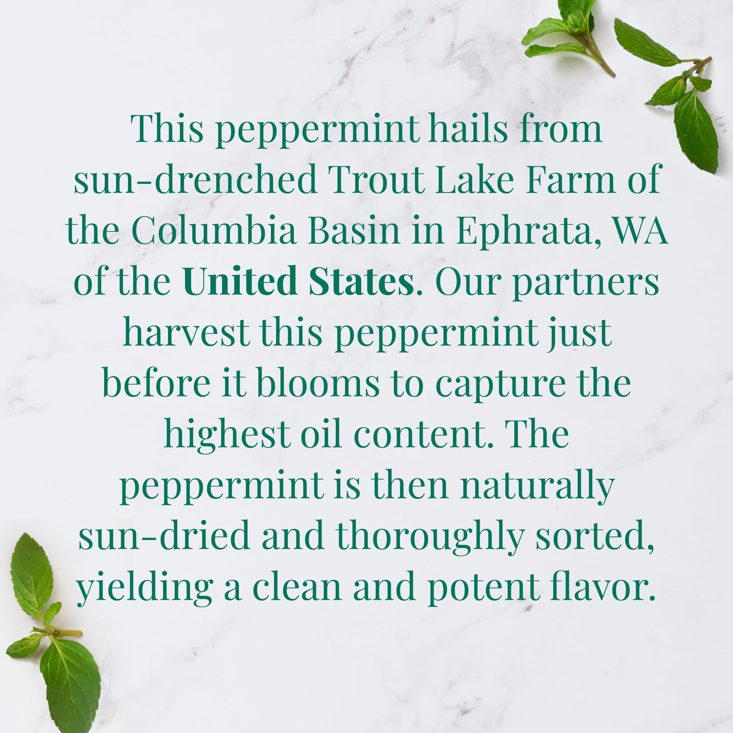 The Republic of Tea - Organic American Peppermint SuperHerb Tea Tin, 36 Herbal Tea Bags, Naturally Caffeine-Free Herbs of Origin