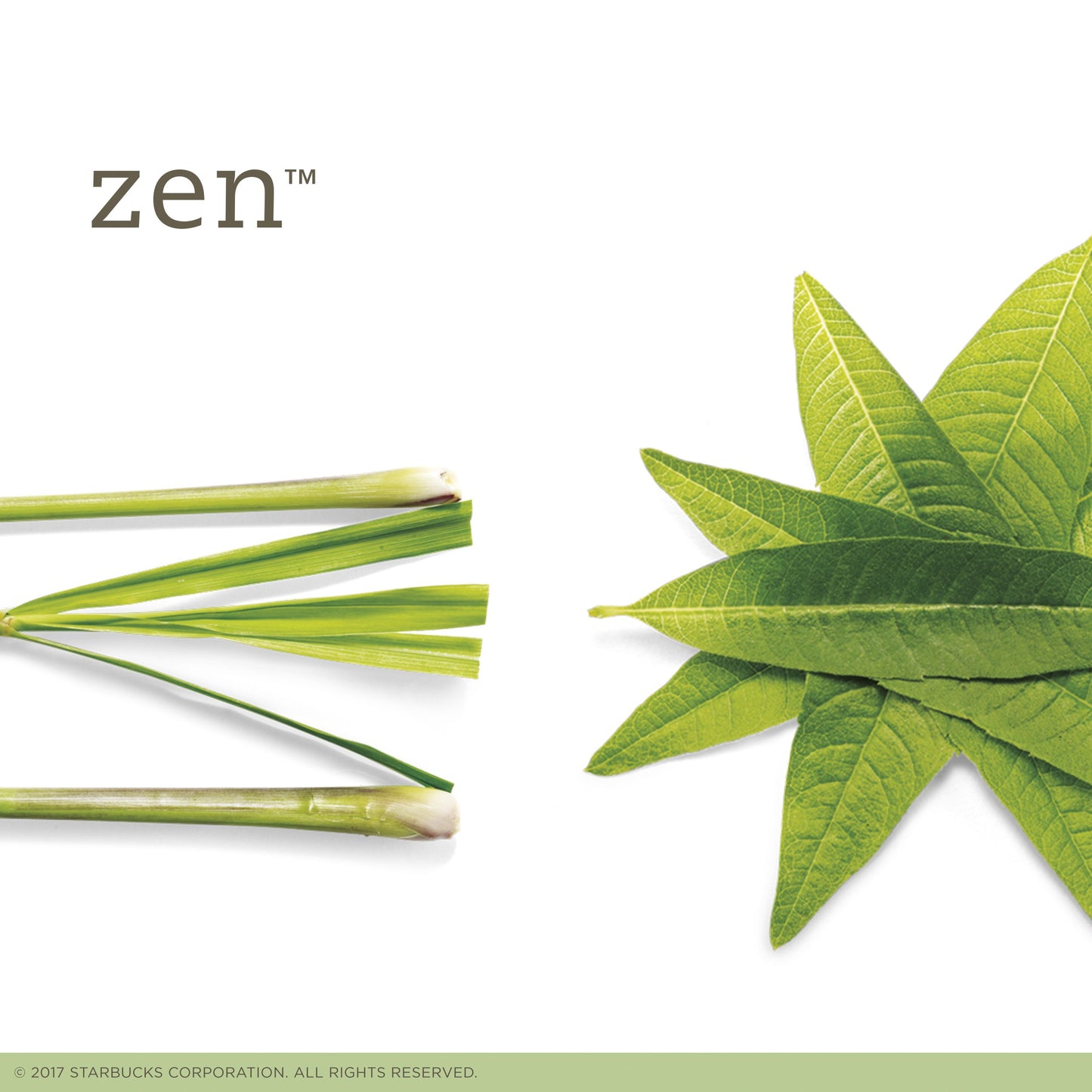 Tazo Zen Green Tea Filterbags (48 count)