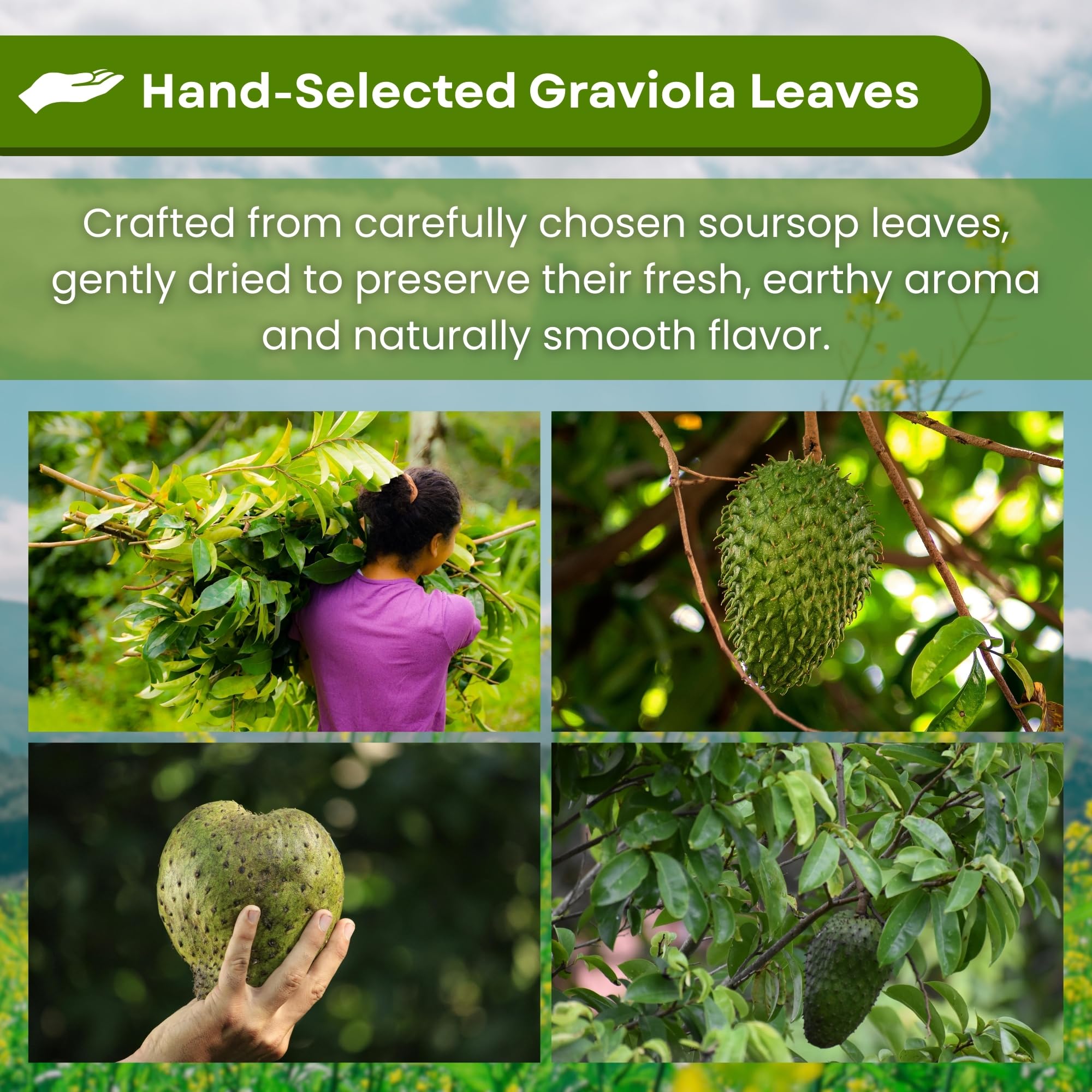 Hanan Soursop Leaf Tea Bags - 100% Natural Hojas de Guanabana Leaves - Graviola Tea, Hand-Selected Soursop Leaves for Digestive Support & Calming