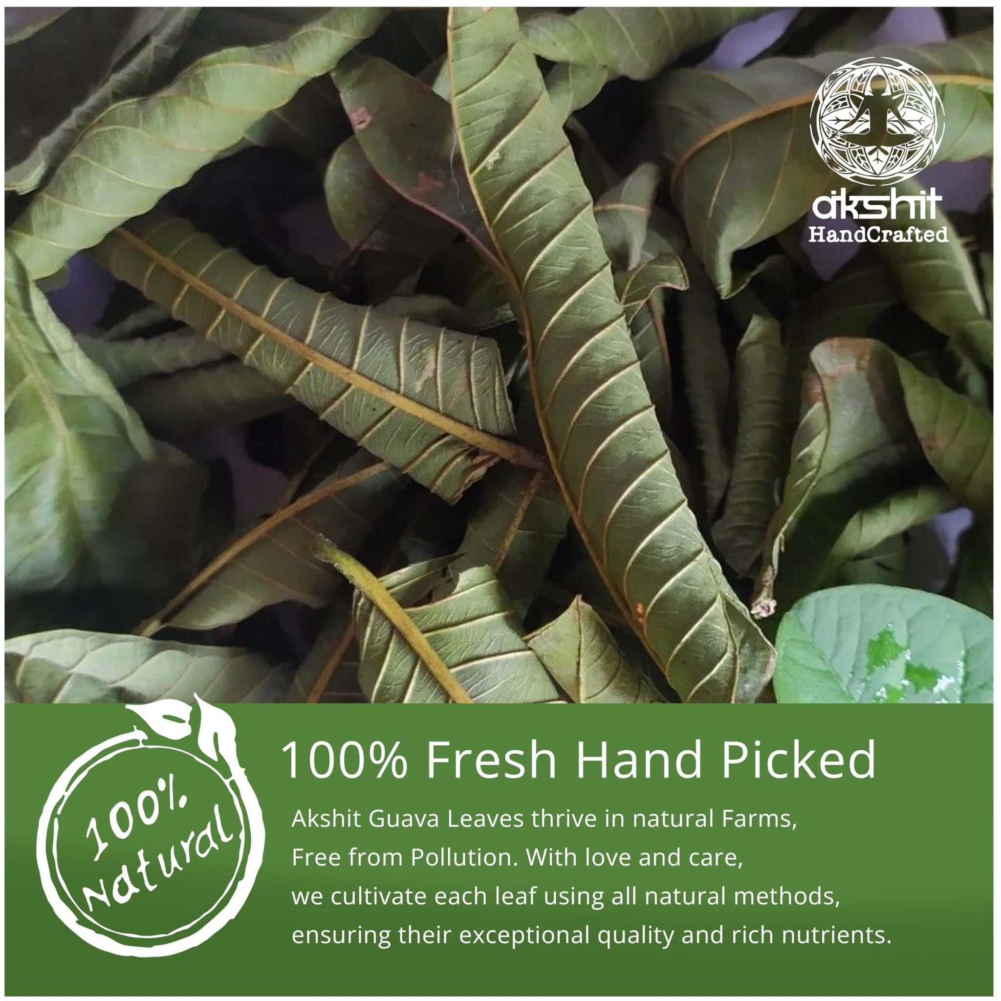 2.6oz Guava Leaves Dried, Hojas de Guayaba Secas, Dried Guava Leaf, Leaf Tea, Non-GMO, No Additives, Caffeine-free. by Akshit