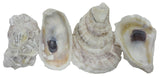 U.S. Shell Oyster Shells, 2" to 3"