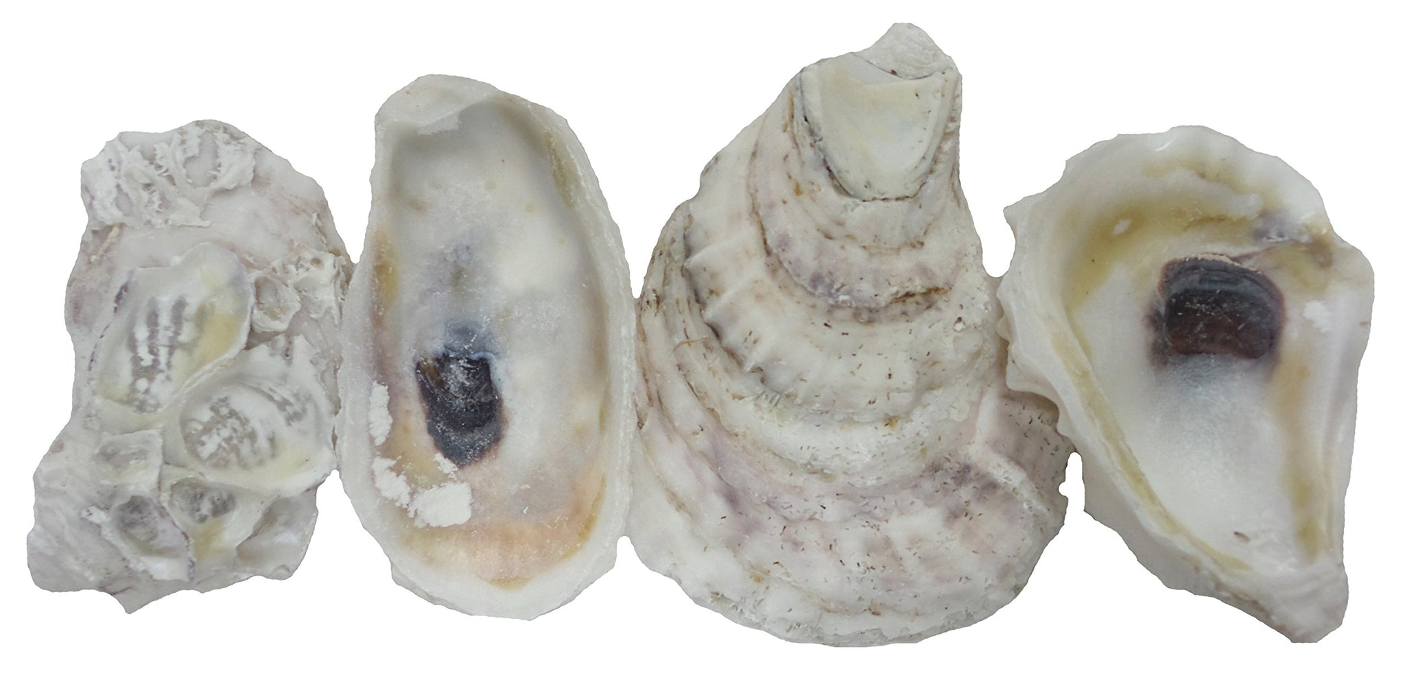 U.S. Shell Oyster Shells, 2" to 3"