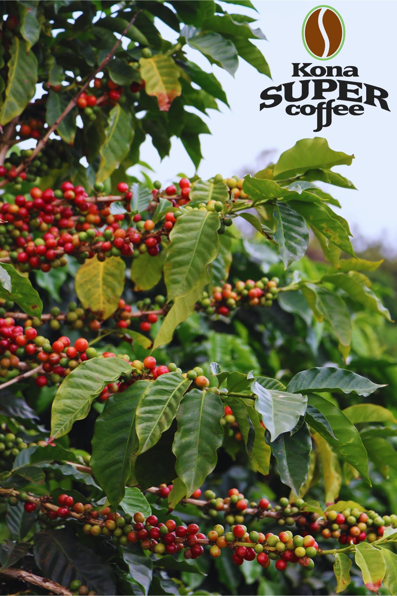 Kona Super Coffee 100% Kona Coffee - Kona Peaberry, Medium Dark Roast, Whole Bean (16oz bag)