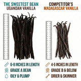 Grade A Ugandan Vanilla Beans - Plump, Moist, Oily & Fresh - Perfect for Baking, Extracts & Desserts - Pack of 25
