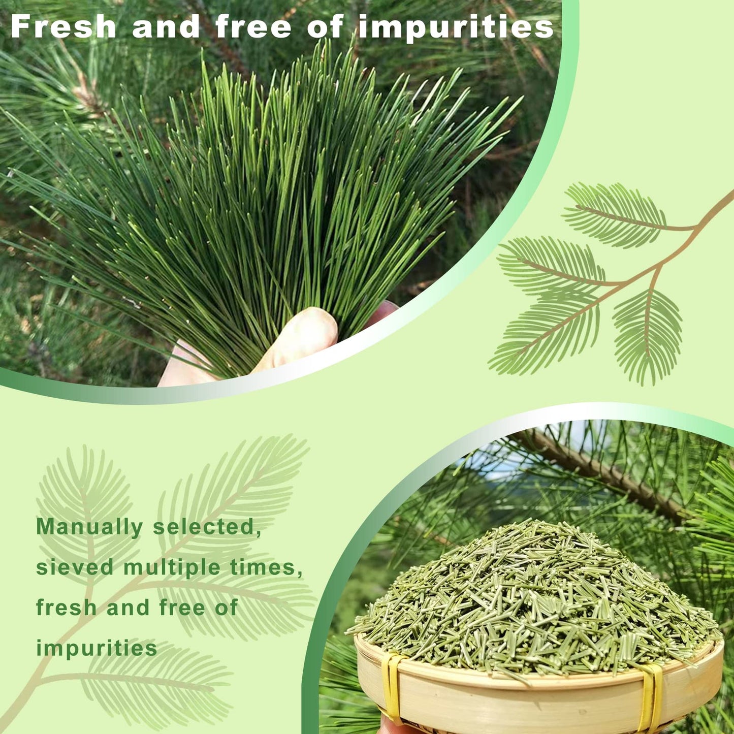 KASVAN Organic Pine Needle Tea (8.8 oz) - White Pine Needle Tea In Vitamin C And A,Easy To Use Suitable For Relaxation?immunity