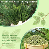 KASVAN Organic Pine Needle Tea (8.8 oz) - White Pine Needle Tea In Vitamin C And A,Easy To Use Suitable For Relaxation?immunity