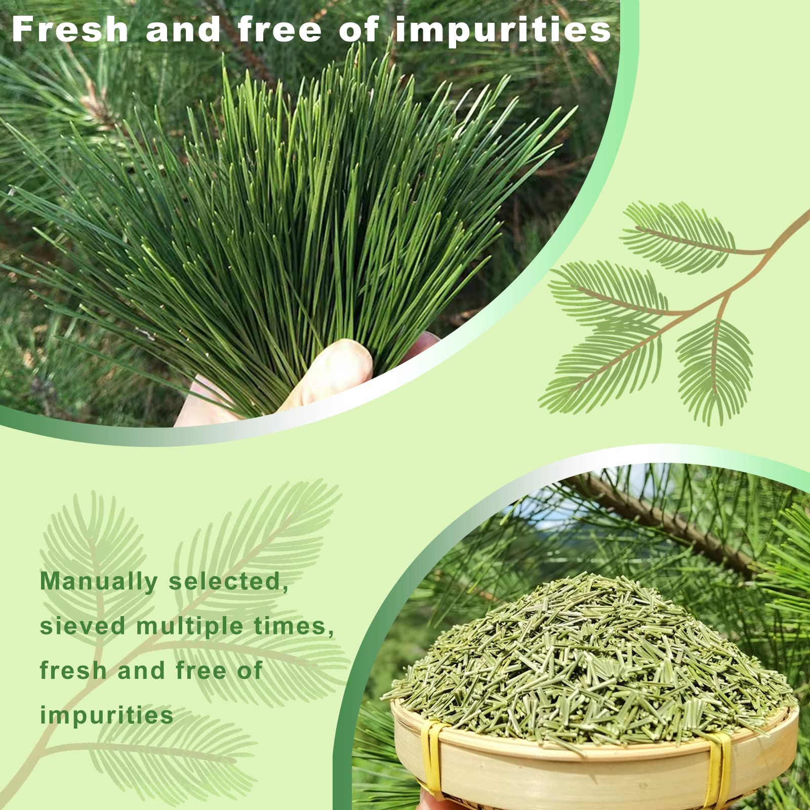 KASVAN Organic Pine Needle Tea (8.8 oz) - White Pine Needle Tea In Vitamin C And A,Easy To Use Suitable For Relaxation?immunity