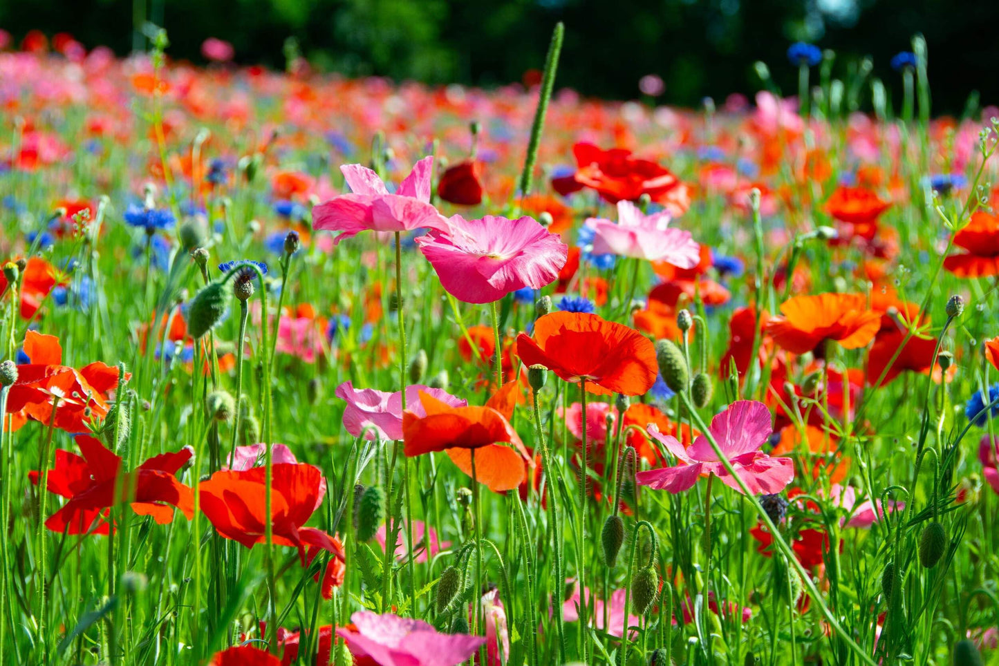 Hancock Seed Co. Poppy Perfection Wildflower Seed Mix, 2 lbs.