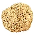 Sea Wool Sponge 5-6" (Large) by Bath & Shower Express ® Natural Renewable Resource, Esponja for Exfoliating and Washing Body