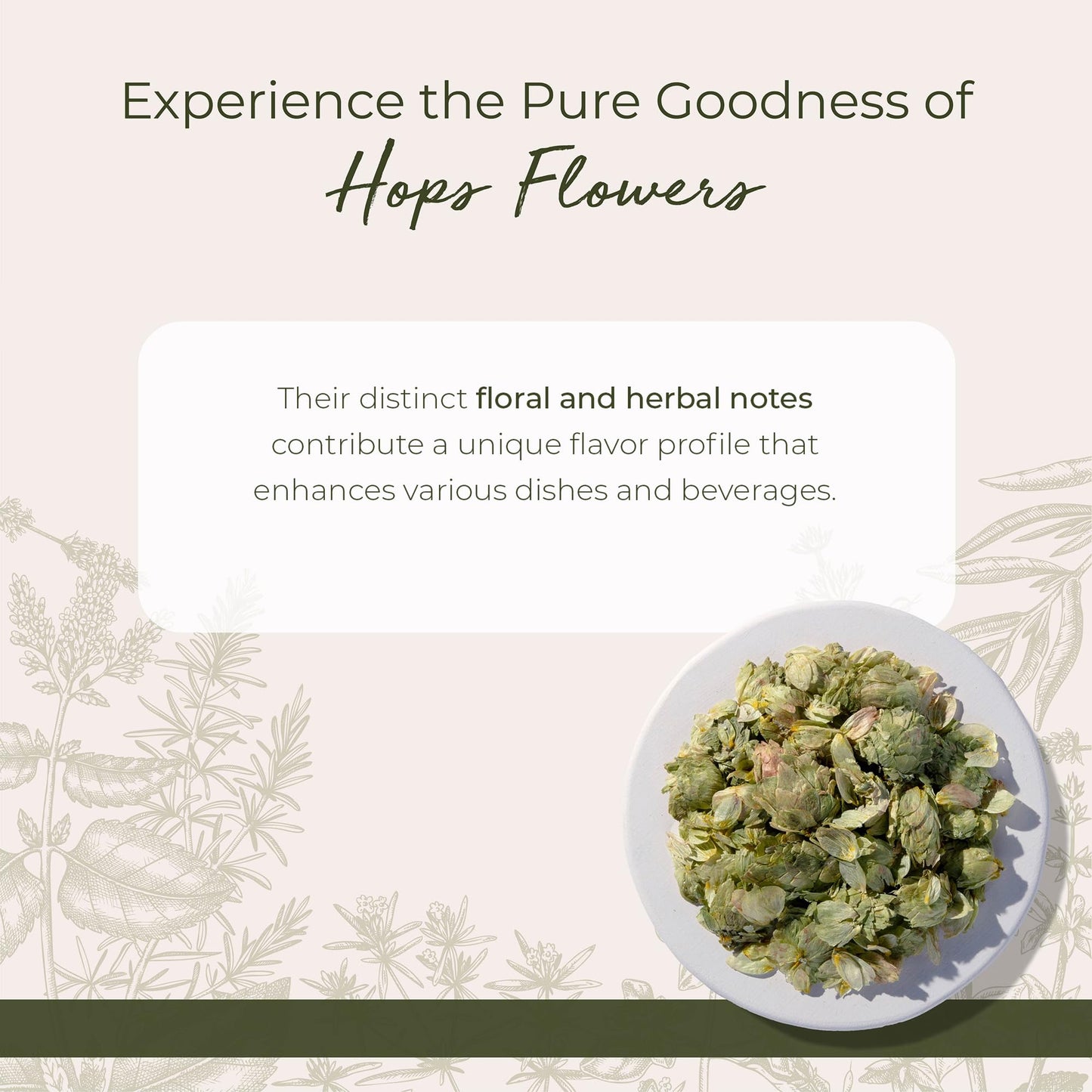 Starwest Botanicals Dried Hops Flowers Whole - Herb for Hot Water & Tea, Use in Herbal Blends, Natural Pine & Citrus Notes, Certified Kosher - 4 oz