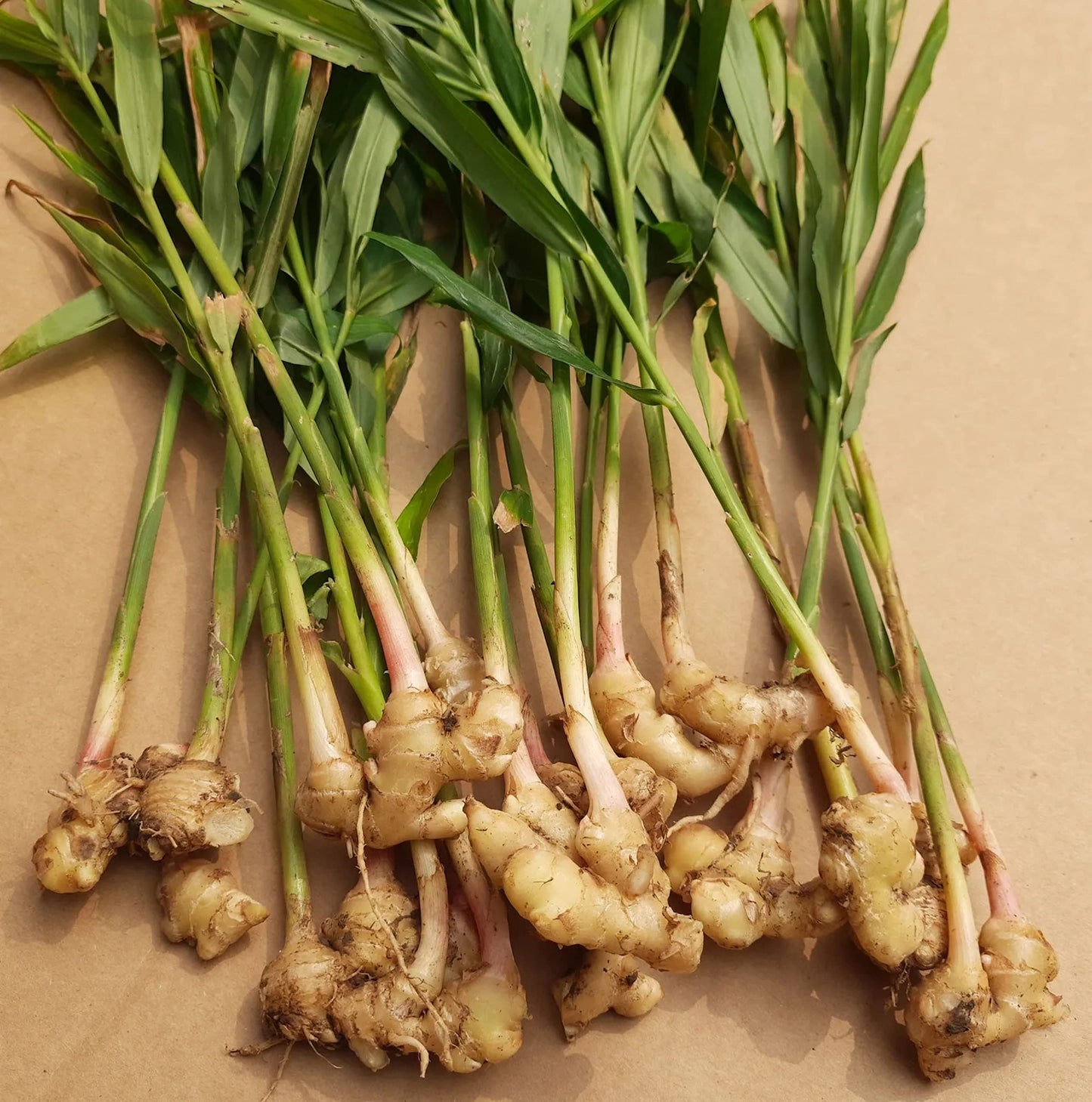 Organic Fresh Ginger Roots Snow Hill Himalayan Ginger Roots - Product of Mt. Everest Country, Nepal | If Need Fresh Batch, Choose Seller Ship - We