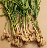 Organic Fresh Ginger Roots Snow Hill Himalayan Ginger Roots - Product of Mt. Everest Country, Nepal | If Need Fresh Batch Ginger, Choose Seller Ship