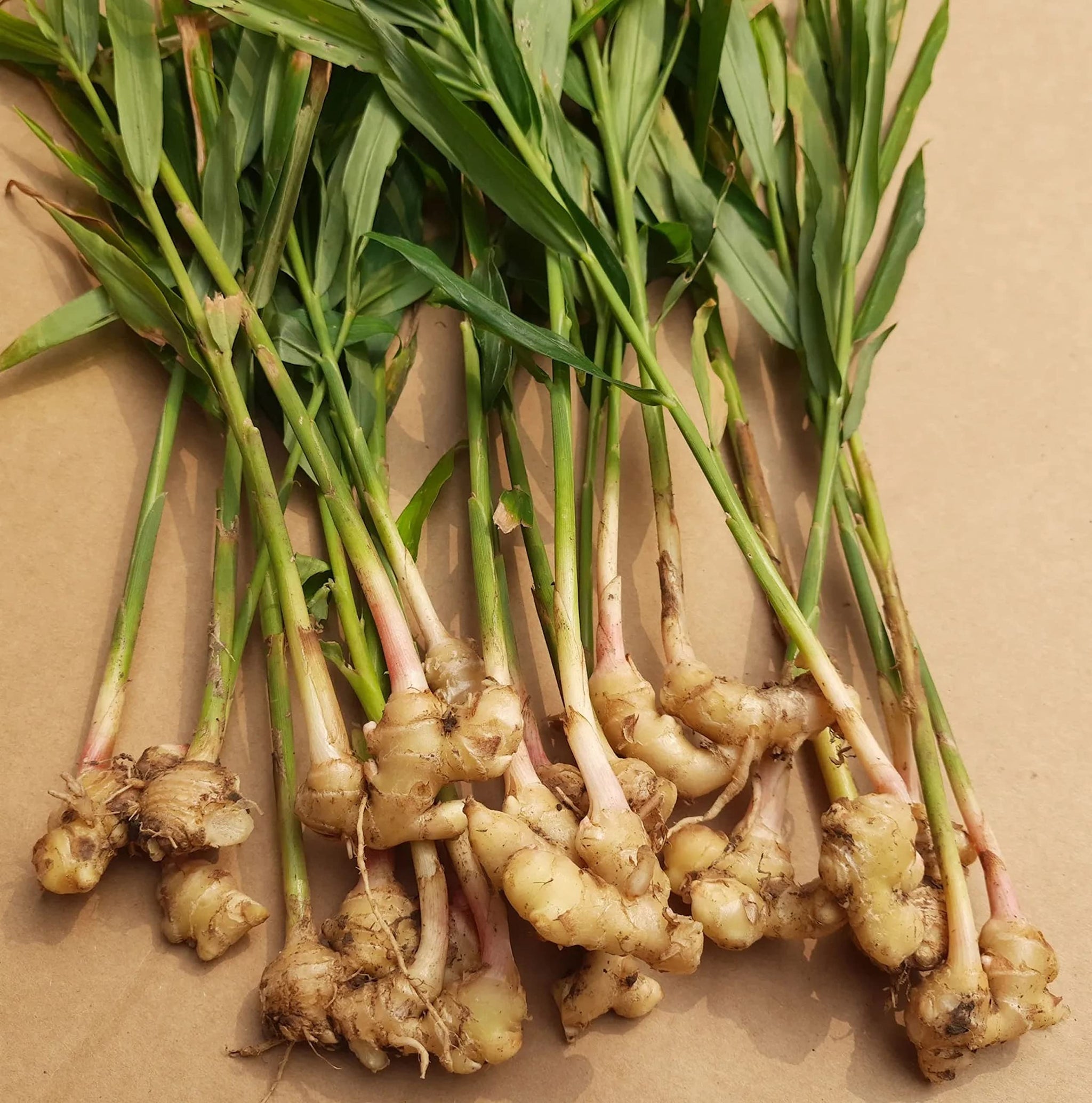 Organic Fresh Ginger Roots Snow Hill Himalayan Ginger Roots - Product of Mt. Everest Country, Nepal | If Need Fresh, Choose Seller Ship From Below Add