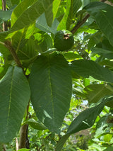 Torero Fresh Guava Leaves from Trees Grown in South Florida - 2 oz (Approx. 20 to 25 Leaves) - No pesticides or Chemical Sprays/No Reimbursement or