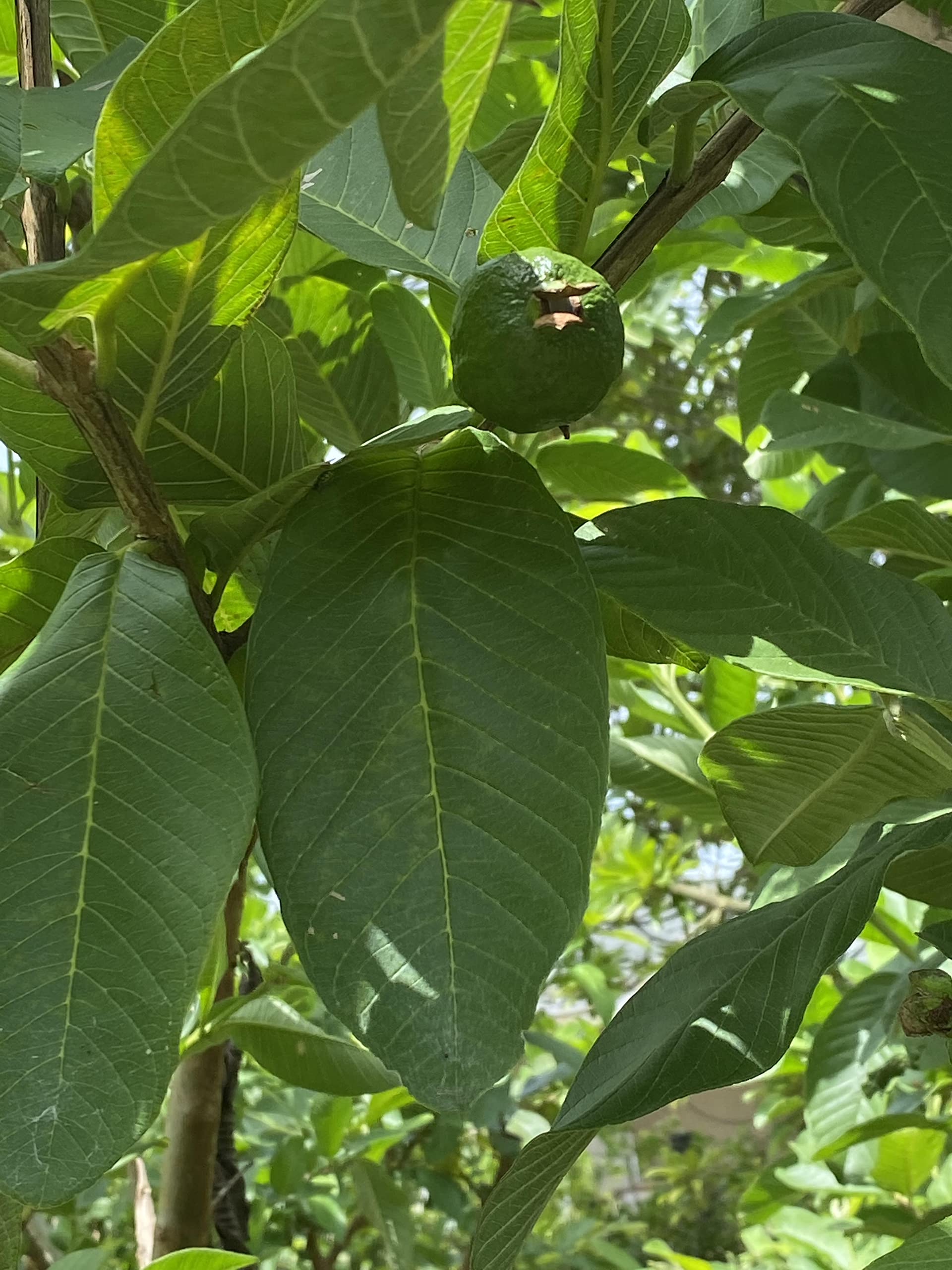 Torero Fresh Guava Leaves from Trees Grown in South Florida - 2 oz (Approx. 20 to 25 Leaves) - No pesticides or Chemical Sprays/No Reimbursement or