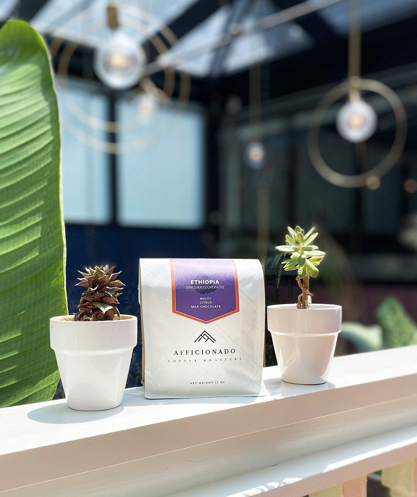 Afficionado Coffee Roasters Dangora Cooperative Ethiopia | Decaffeinated | 12oz Whole Bean Coffee | Single Origin