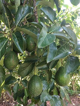 AVOCADO 80 LEAVES FRESH CUT ORGANIC PERFECT FOR TEA BIG LEAVES SEE PICTURES