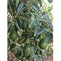 AVOCADO 80 LEAVES FRESH CUT ORGANIC PERFECT FOR TEA BIG LEAVES SEE PICTURES