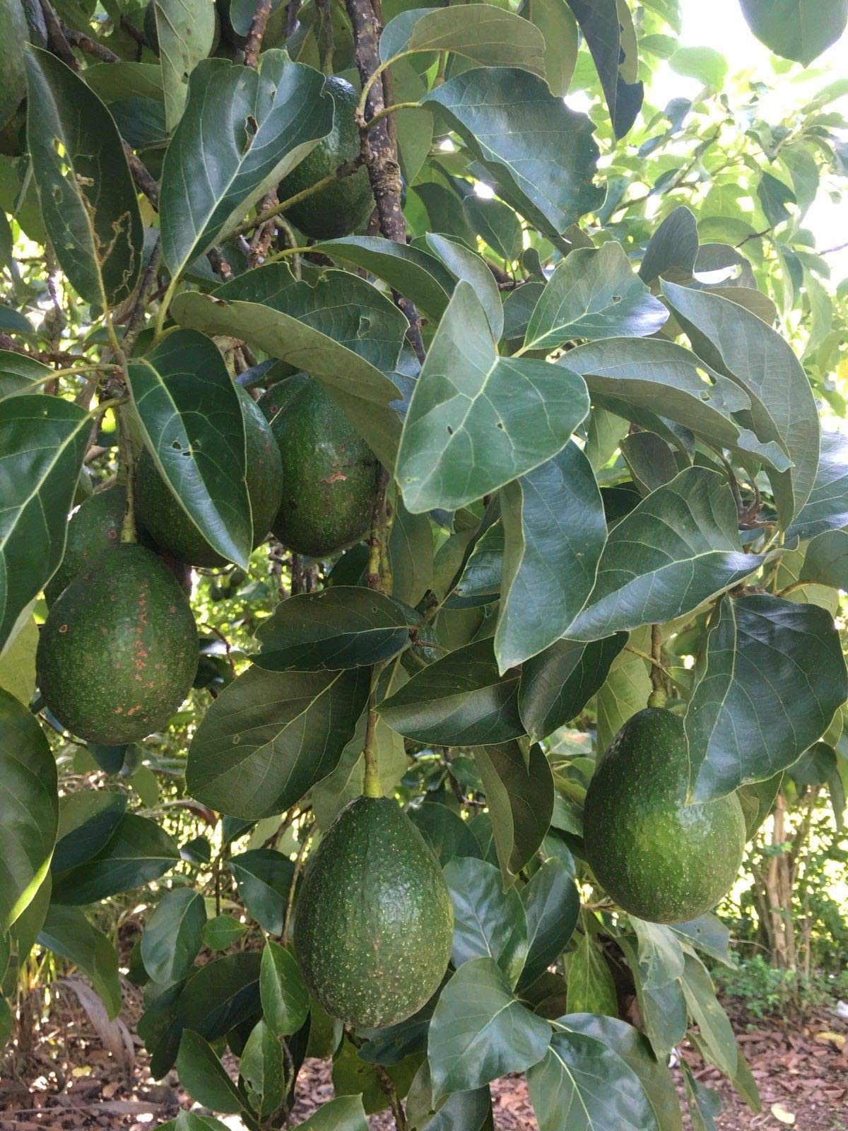 AVOCADO 80 LEAVES FRESH CUT ORGANIC PERFECT FOR TEA BIG LEAVES SEE PICTURES
