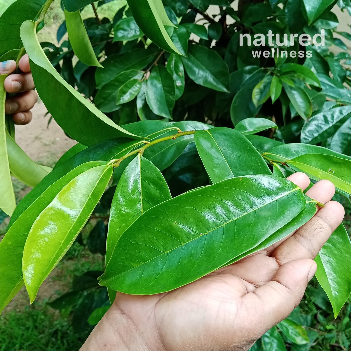 Premium Guanabana Soursop Dried Leaves 200+ Hojas De Guanabana - Wildcrafted Graviola Leaf - 100% Natural Caffeine-Free Herbal Tea Loose Leaves