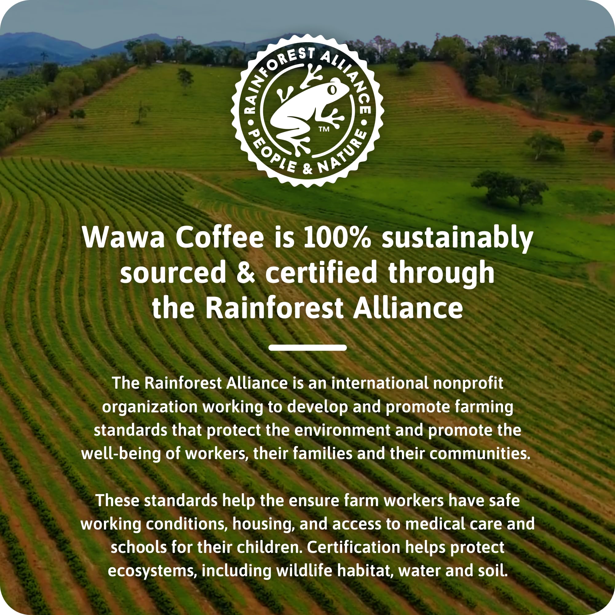Wawa Mild Roast Single Cup Coffee Pods, 12 Pods, 1 Box, Regular Smooth & Balanced Classic Blend, Single Serve, Slightly Sweet, 100% More Responsibly