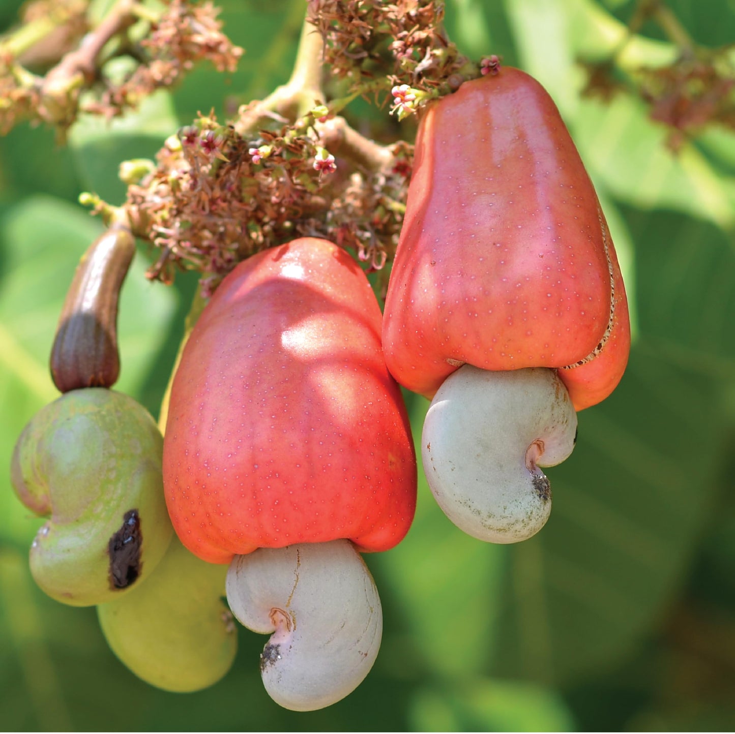 Wilderness Poets, Organic Cashew Pieces - Raw, Unsalted (2 Pound - 32 Ounce)