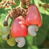 Wilderness Poets, Organic Cashew Pieces - Raw, Unsalted (2 Pound - 32 Ounce)