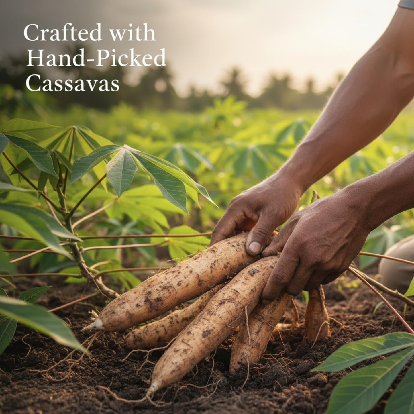 La PlaineDuNord Cassava Bread | Premium Quality with Caribbean Flavor | Traditional Haitian Manioc Bread | No Artificial Flavors | Natural Sources